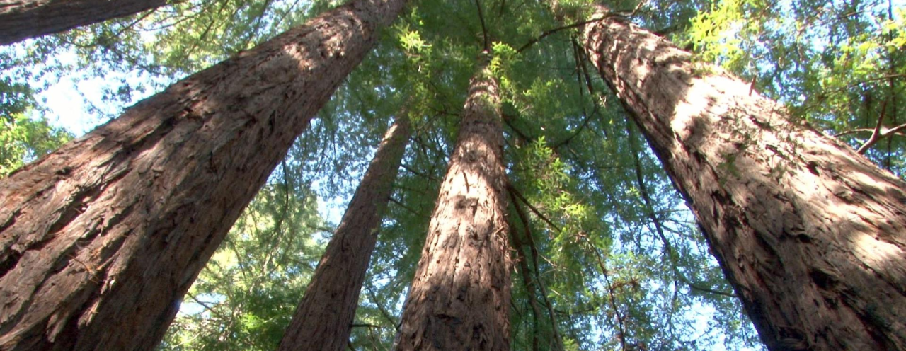 Forest of trees photographed from bottom up