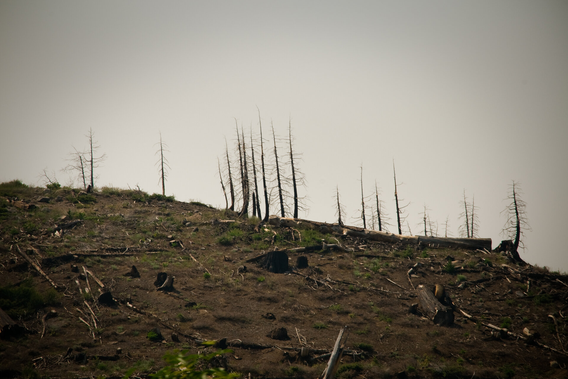 Zombie forests